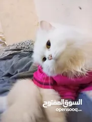  1 قطة هملايا