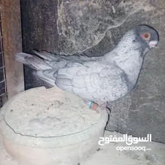  5 جواز نخب بالصلاة على النبي