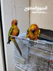  1 pets Birds