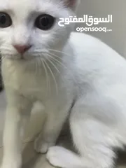  5 female kitten for adoption