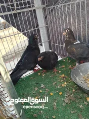  14 جواز بسعر الحرق كله شغال الجوز ب6 دنانير