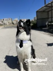  20 Border collie لاول مرة في الاردن
