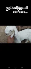  3 عنز وراها سخله بيضا برصا مميزه