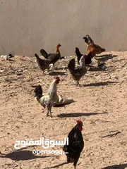  5 10دجاجات عربيات و معاهم 6فراريج و معاهم دجاجه تحتها6فلاليس