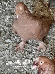  5 حمام و زغاليل مكاوي الوان و اعمار مختلفة