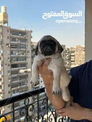  3 جراوي بج، pug puppies