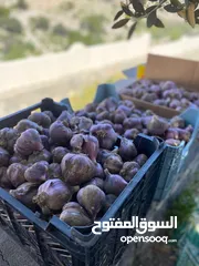  3 ثوم عماني طازج مال الجبل الأخضر من المزرعه مباشرتا