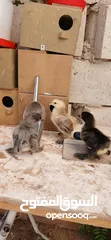  4 يووجد صيصان براهما بف جامبو  صيصان باكستاني من اهالي فخمات  صيصان حبش