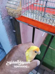  9 جوزين فيشر و روز الأسعار في الأسفل
