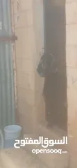  4 ماعز للبيع