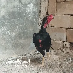  2 ديك باكستاني