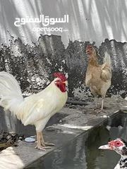  1 دجاج وبط للبيع
