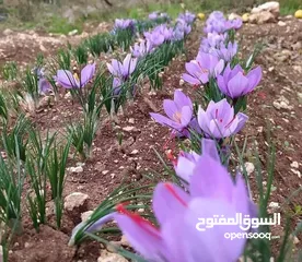  3 أبصال زعفران