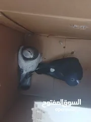 4 انواع حمام مكفول