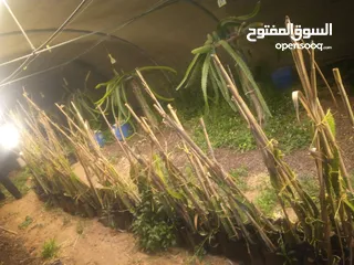  5 اشتال فاكهة التنين دراكن فروت . ...