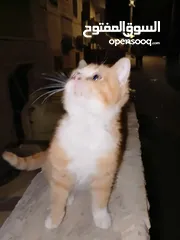 2 قطه للبيع العمر شهرين