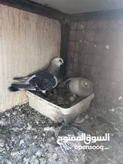  11 جواز للبيع سعر طري