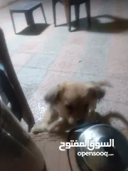 3 كلب كولدن للبيع