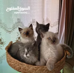  1 قطط مشكلة هملايا شيرازي بريتش شورت هير بيع سعر رمزي