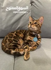  2 FOR SALE: Bengal Cat