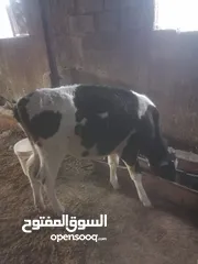  6 ابقار للببع بسعر مناسب