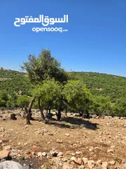  8 ارض مساحه 5 دونم  غابه و مجاوره للغابه من مالك مباشره