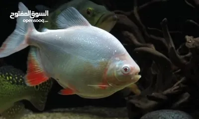  1 بيرانا باكو البينو