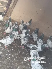  2 حمام للبيع انتاجي الساعه سات الكبار