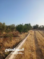  6 مزرعه أربعه دونم مشيكه بالكامل ارض زراعيه وبيت ريفي غرفتين وحمام ومطبخ صغير وباربكيو وساحه واسعه