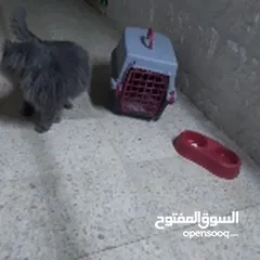  5 قطه للبيع مع كرت المطعوم