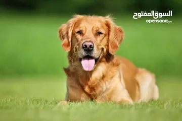  2 كلب جولدن عمر سنه ونص