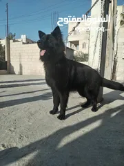  3 ذكر جيرمن رويال بلاك شولاين