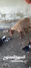  3 نعجه للبيع وراها عبود عمان جاوا