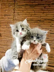  3 قطط مميزة للبيع ب سعر مغري