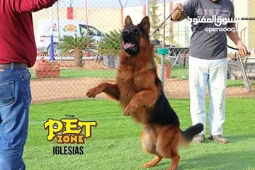  21 درّب كلبك الآن ...اكبر مركز لتدريب الكلاب