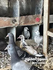  1 زغاليل للبيع معبيت لحم جاهزات لذبح