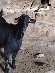  4 ثنايا شاميات  نخب كفاله حليب