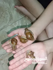  1 حلزون افريقي عملاق African snails