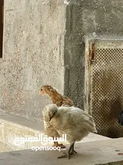  12 كوم صيصان 11 واحد للبيع بسعر حرق بداعي التنضيف والدراسة