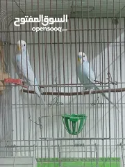 6 كنارات  وجواز حب شغالات  للبيع