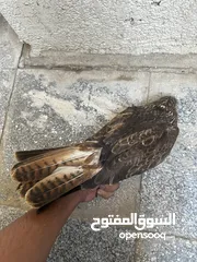  3 صقور للبيع