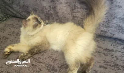  4 قط سيامي للبيع