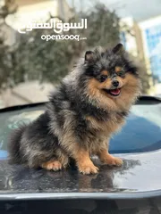  3 كلب بومارينيان بالوان مميزة للبيع