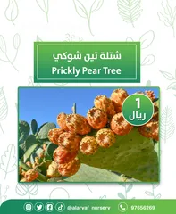  3 شتلات وأشجار التين من مشتل الأرياف  أسعار منافسة  انجیر کا درخت