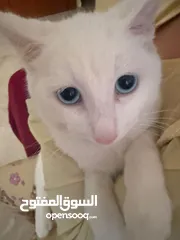  3 شيرازي 5 أشهر عيون زرقاء