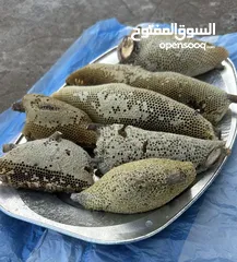  1 عسل سدر محلي