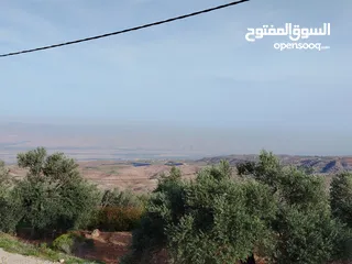 18 مزرعة زيتون ملوكية اطلالة ع الغرب و جبال فلسطين ع ثلاث شوراع قرب شارع الستين ثغرة السلطان