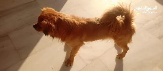  4 كلب للبيع أليف لعوب جدا بحب الناس