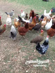  1 شروة ديوك فيومي وبلدي وفارسي