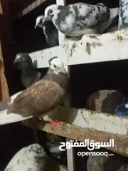  2  pigeons for sale